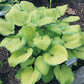 Mister Watson Hosta Plants online shopping
