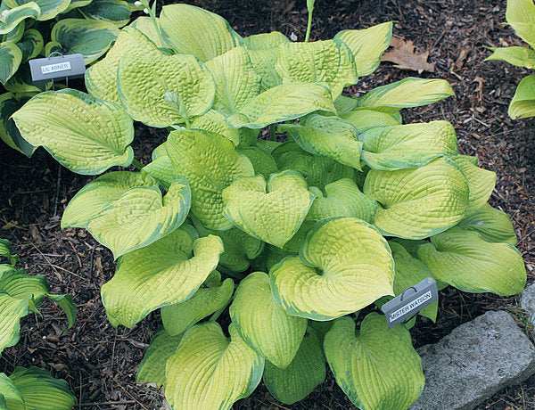 Mister Watson Hosta Plants online shopping