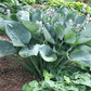 Gentle Giant Hosta Plants online shopping