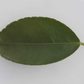 Bearss Lime Budwood citrus plant material online shopping