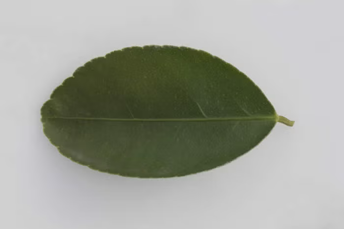 Bearss Lime Budwood citrus plant material online shopping