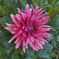 Flip Flop Dahlia