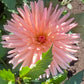 Peach Fuzz Dahlia