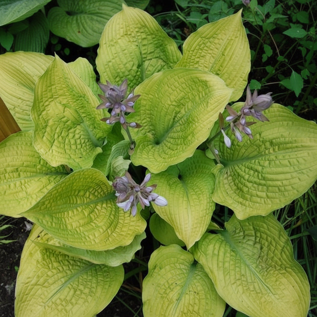 Coast To Coast Hosta Plants online shopping