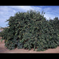 Sue Linda Tangor Mandarin Budwood citrus plant material online shopping
