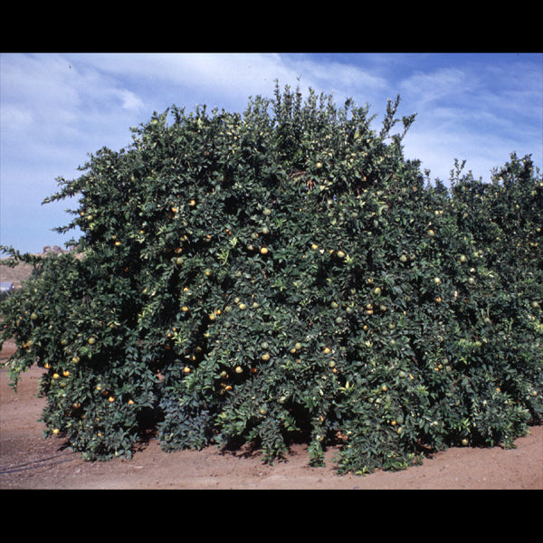 Sue Linda Tangor Mandarin Budwood citrus plant material online shopping