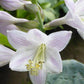 Ripped Hosta Plants online shopping