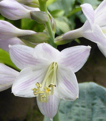 Ripped Hosta Plants online shopping