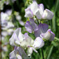 Albutt Blue Sweet Pea seeds online shopping