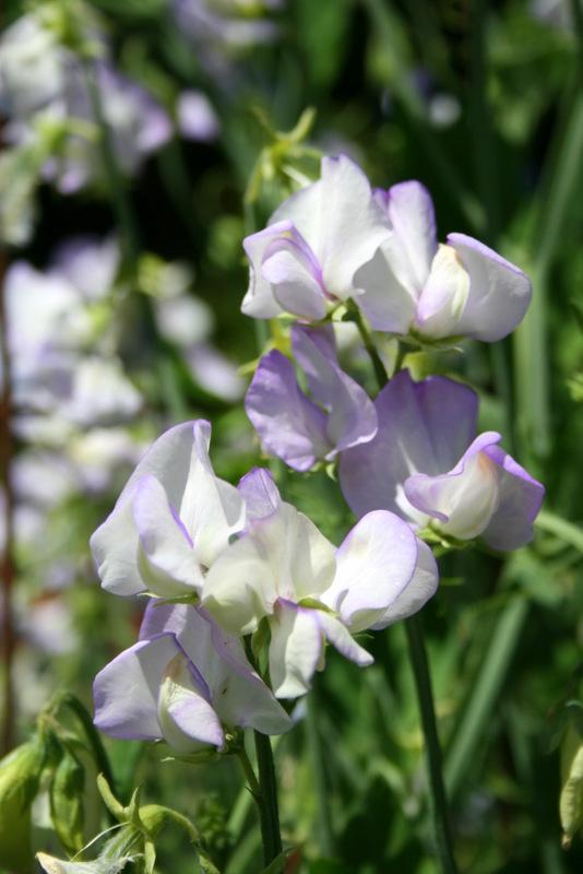 Albutt Blue Sweet Pea seeds online shopping