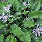Waterslide Hosta Plants online shopping
