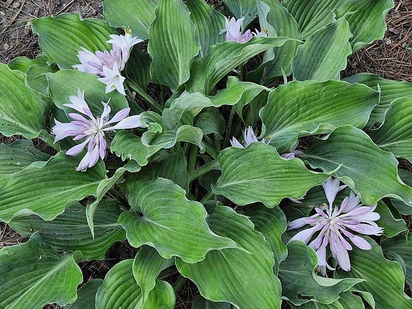 Waterslide Hosta Plants online shopping
