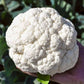 Adona F1 Organic Cauliflower
