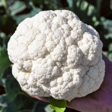 Adona F1 Organic Cauliflower