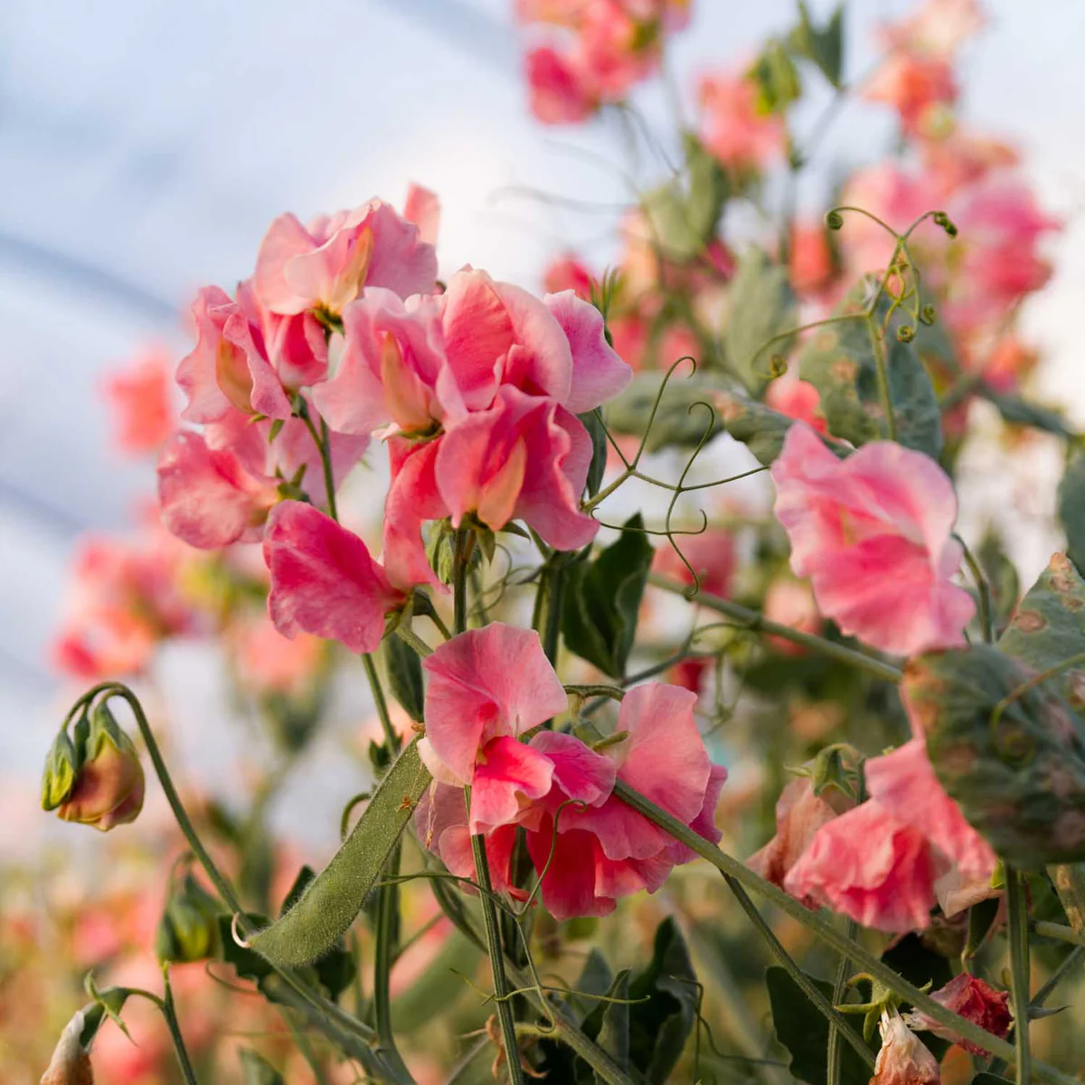 Susan Burgess Sweet Pea seeds online shopping