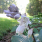 Mr Blue Hosta Plants online shopping