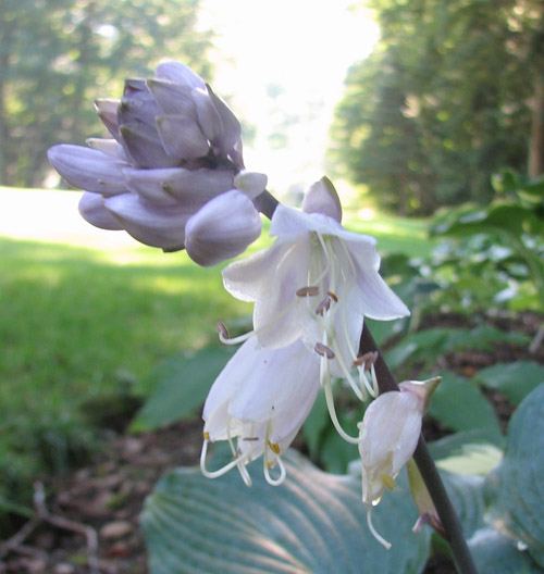 Mr Blue Hosta Plants online shopping