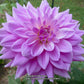Ferncliff Inspiration Dahlia Plants online shopping