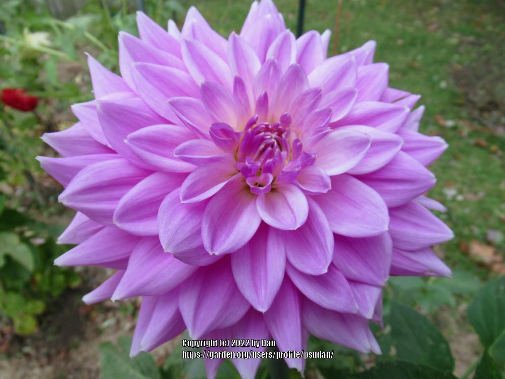 Ferncliff Inspiration Dahlia Plants online shopping