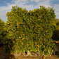 Ortanique Tangor Mandarin Budwood citrus plant material online shopping