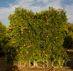 Ortanique Tangor Mandarin Budwood citrus plant material online shopping