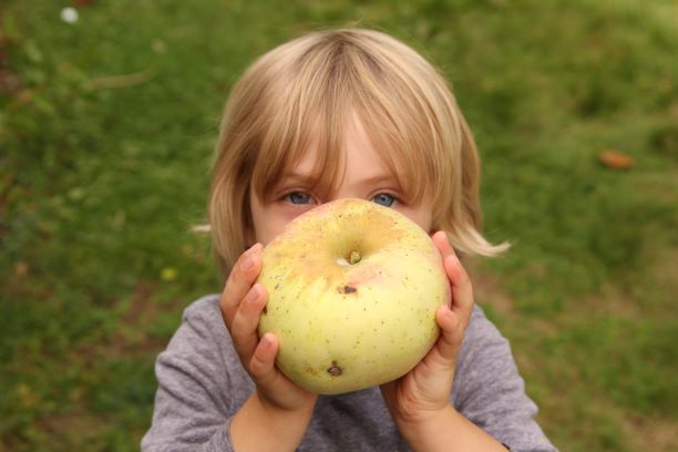 Wolf River Heirloom Biggest Apple Tree