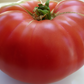 Mortgage Lifter Organic Tomato