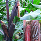 Double Red Corn