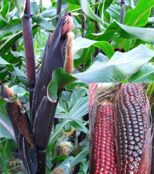 Double Red Corn