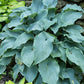 Lakeside Lagoon Hosta Plants online shopping