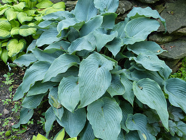 Lakeside Lagoon Hosta Plants online shopping