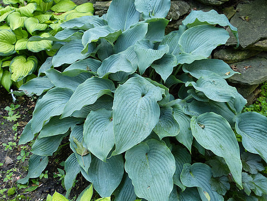 Lakeside Lagoon Hosta Plants online shopping