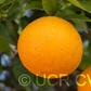 Sue Linda Tangor Mandarin Budwood citrus plant material online shopping