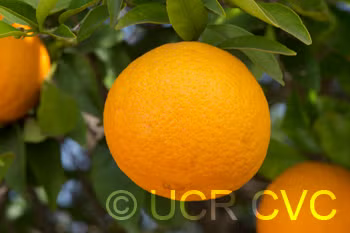 Sue Linda Tangor Mandarin Budwood citrus plant material online shopping