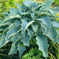 Tears In Heaven Plants online shopping