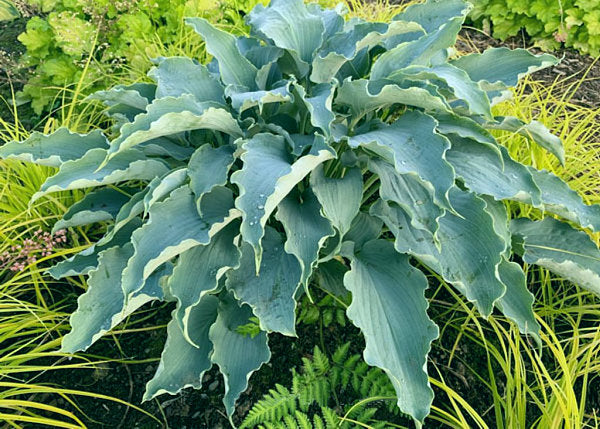 Tears In Heaven Plants online shopping