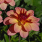 Rawhide Dahlia