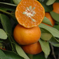 Dancy Mandarin Budwood citrus plant material online shopping