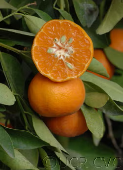 Dancy Mandarin Budwood citrus plant material online shopping