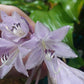 Stir It Up Hosta Plants online shopping