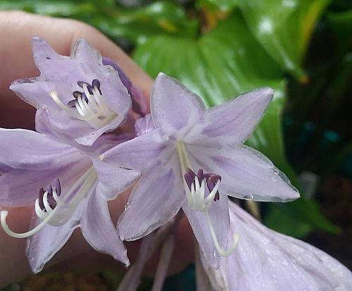 Stir It Up Hosta Plants online shopping