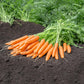 Mokum F1 Carrot Seeds online shopping