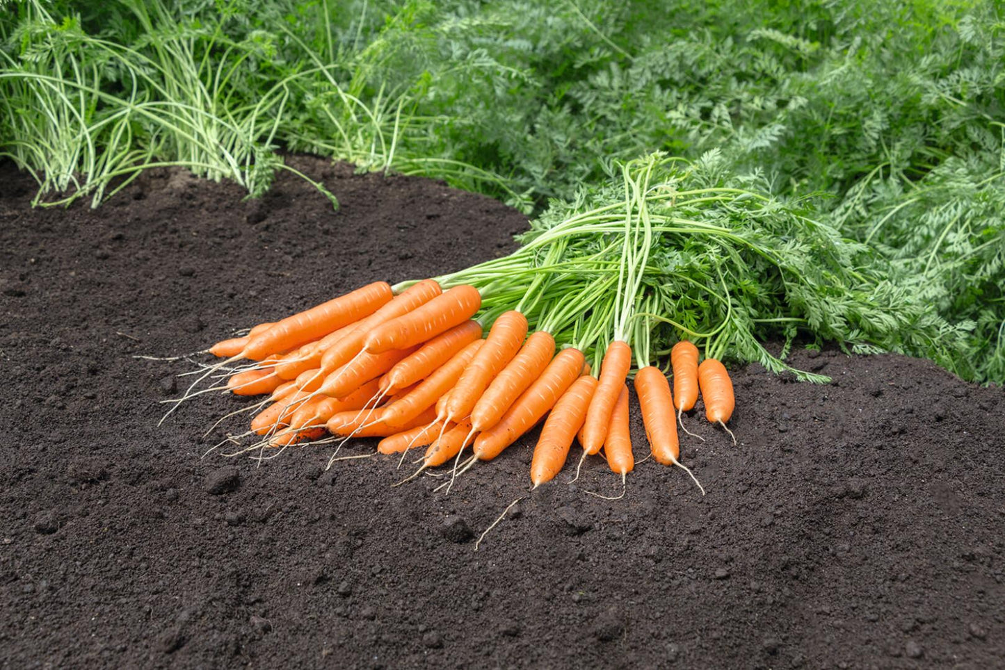 Mokum F1 Carrot Seeds online shopping