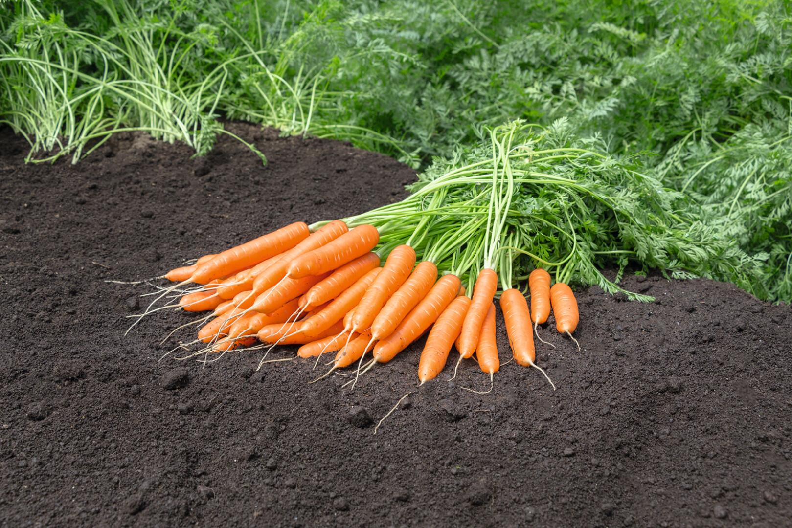 Mokum F1 Carrot Seeds online shopping