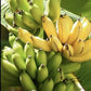 Banana Plant - Bananier