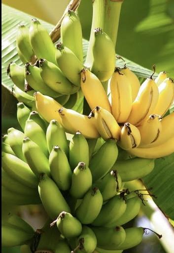 Banana Plant - Bananier