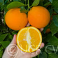 Frost Washington Navel Orange Budwood citrus plant material online shopping