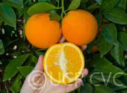 Frost Washington Navel Orange Budwood citrus plant material online shopping