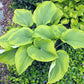Michigander Hosta Plants online shopping