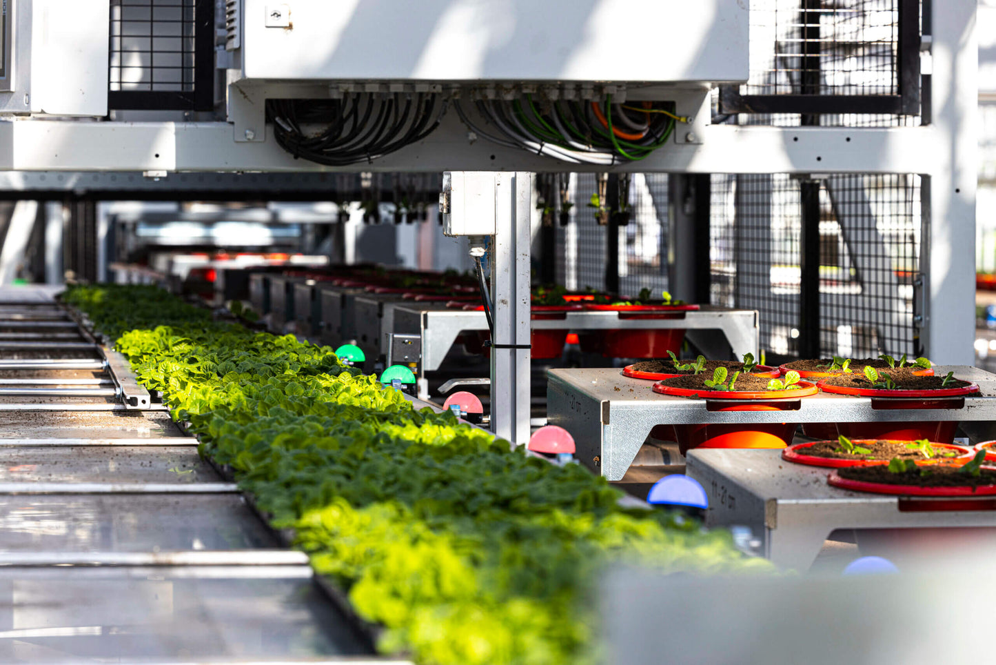 Viscon Pic O Mat Redline Transplanter